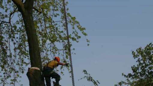 bomen rooien Hunsel